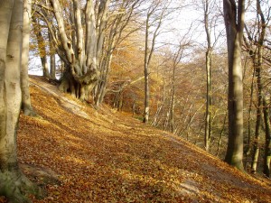 Weg nach Ostrittrum